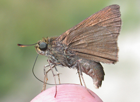 Dun Skipper